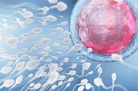 temps spermatozoide feconde ovule|Combien de temps faut